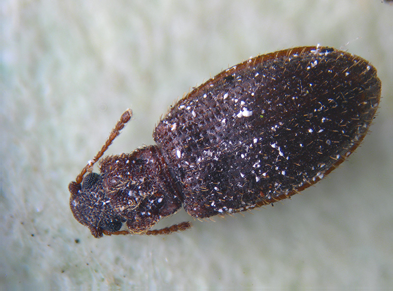 Latridiidae:  Latridius hirtus